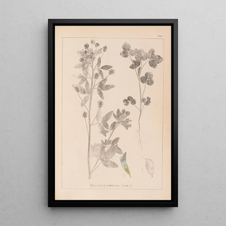 Herbier de la flore française Pl0302 - Louis Antoine Cusin — framed artwork on a wall