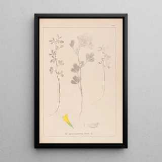 Herbier de la flore française Pl0303 - Louis Antoine Cusin — framed artwork on a wall