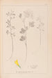 Herbier de la flore française Pl0303 - Louis Antoine Cusin — artwork view