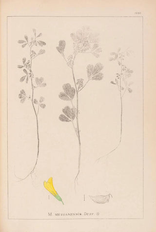 Herbier de la flore française Pl0303 - Louis Antoine Cusin — artwork view
