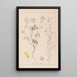 Herbier de la flore française Pl0304 - Louis Antoine Cusin — framed artwork on a wall