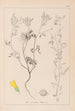 Herbier de la flore française Pl0304 - Louis Antoine Cusin — artwork view