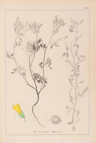 Herbier de la flore française Pl0304 - Louis Antoine Cusin — artwork view