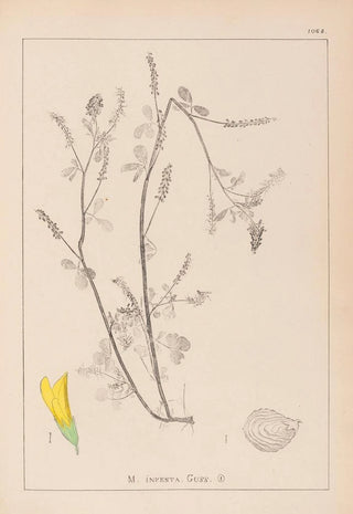 Herbier de la flore française Pl0305 - Louis Antoine Cusin — artwork view