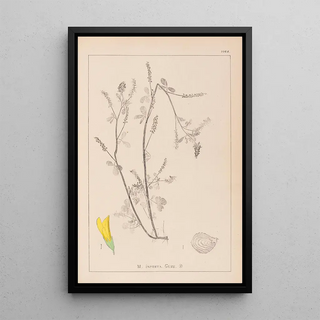 Herbier de la flore française Pl0305 - Louis Antoine Cusin — framed artwork on a wall