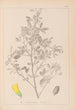 French flora herbarium painting Pl0307 - Louis Antoine Cusin — artwork view