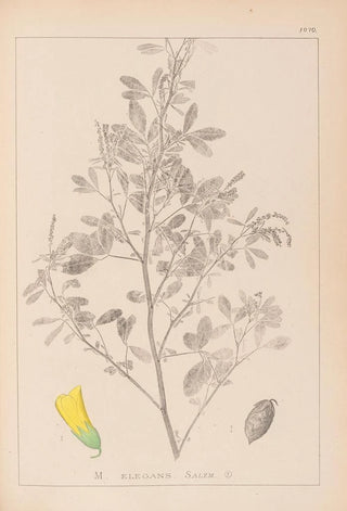 French flora herbarium painting Pl0307 - Louis Antoine Cusin — artwork view
