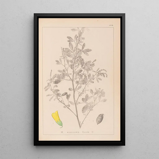 French flora herbarium painting Pl0307 - Louis Antoine Cusin — framed artwork on a wall