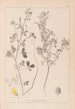 Herbier de la flore française Pl0308 - Louis Antoine Cusin — artwork view