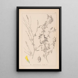 Herbier de la flore française Pl0310 - Louis Antoine Cusin — framed artwork on a wall