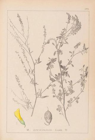Herbier de la flore française Pl0310 - Louis Antoine Cusin — artwork view