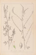 French flora herbarium painting Pl0311 - Louis Antoine Cusin — artwork view