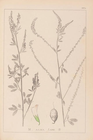 French flora herbarium painting Pl0311 - Louis Antoine Cusin — artwork view