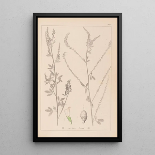 French flora herbarium painting Pl0311 - Louis Antoine Cusin — framed artwork on a wall