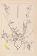 Herbier de la flore française Pl0313 - Louis Antoine Cusin — artwork view