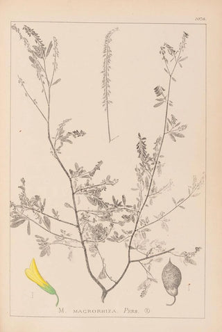 Herbier de la flore française Pl0313 - Louis Antoine Cusin — artwork view