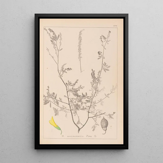 Herbier de la flore française Pl0313 - Louis Antoine Cusin — framed artwork on a wall