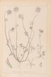 Herbier de la flore française Pl0314 - Louis Antoine Cusin — artwork view