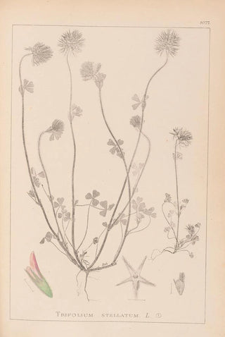 Herbier de la flore française Pl0314 - Louis Antoine Cusin — artwork view