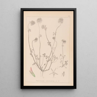 Herbier de la flore française Pl0314 - Louis Antoine Cusin — framed artwork on a wall