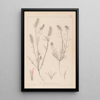 Herbier de la flore française Pl0315 - Louis Antoine Cusin — framed artwork on a wall
