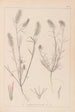 Herbier de la flore française Pl0315 - Louis Antoine Cusin — artwork view