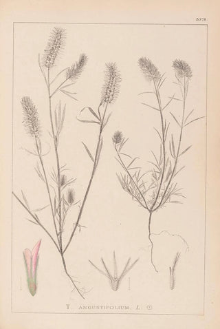 Herbier de la flore française Pl0315 - Louis Antoine Cusin — artwork view