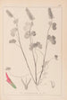 Herbarium of the French flora Pl0316 - Louis Antoine Cusin — artwork view