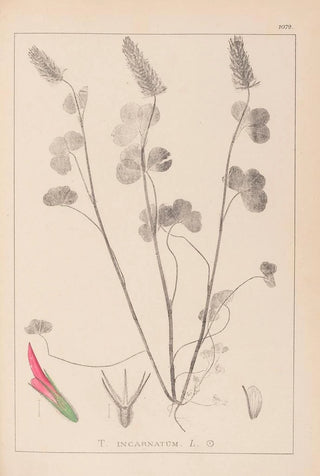 Herbarium of the French flora Pl0316 - Louis Antoine Cusin — artwork view