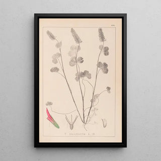 Herbarium of the French flora Pl0316 - Louis Antoine Cusin — framed artwork on a wall