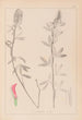 Herbier de la flore française Pl0318 - Louis Antoine Cusin — artwork view
