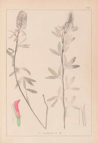 Herbier de la flore française Pl0318 - Louis Antoine Cusin — artwork view