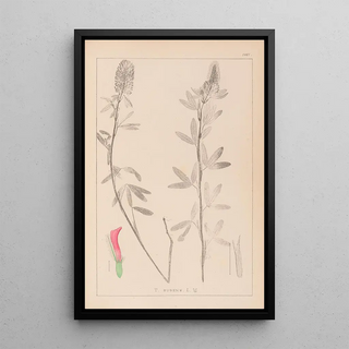 Herbier de la flore française Pl0318 - Louis Antoine Cusin — framed artwork on a wall