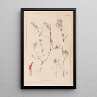 Herbier de la flore française Pl0319 - Louis Antoine Cusin — framed artwork on a wall