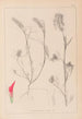 Herbier de la flore française Pl0319 - Louis Antoine Cusin — artwork view