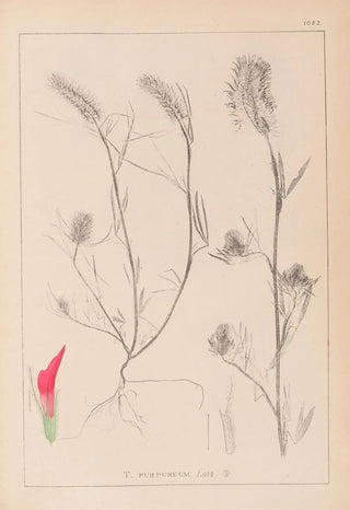 Herbier de la flore française Pl0319 - Louis Antoine Cusin — artwork view