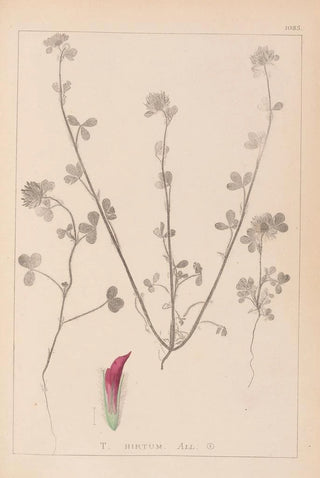 Herbier de la flore française Pl0321 - Louis Antoine Cusin — artwork view
