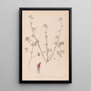 Herbier de la flore française Pl0321 - Louis Antoine Cusin — framed artwork on a wall