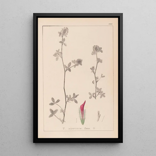 Herbier de la flore française Pl0322 - Louis Antoine Cusin — framed artwork on a wall