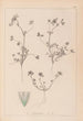Herbier de la flore française Pl0323 - Louis Antoine Cusin — artwork view