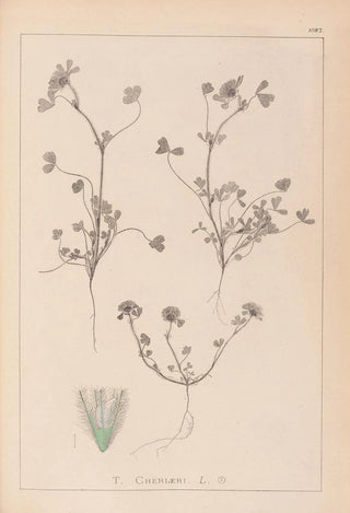 Herbier de la flore française Pl0323 - Louis Antoine Cusin — artwork view
