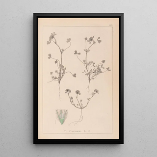 Herbier de la flore française Pl0323 - Louis Antoine Cusin — framed artwork on a wall