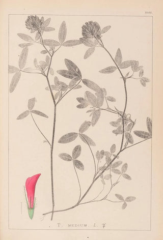 Herbier de la flore française Pl0324 - Louis Antoine Cusin — artwork view