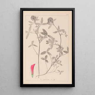 Herbier de la flore française Pl0324 - Louis Antoine Cusin — framed artwork on a wall
