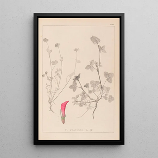 Herbier de la flore française Pl0325 - Louis Antoine Cusin — framed artwork on a wall