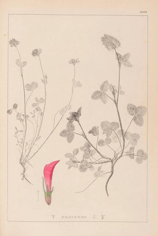 Herbier de la flore française Pl0325 - Louis Antoine Cusin — artwork view