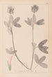 Herbier de la flore française Pl0326 - Louis Antoine Cusin — artwork view