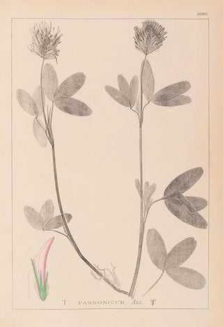 Herbier de la flore française Pl0326 - Louis Antoine Cusin — artwork view