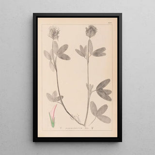 Herbier de la flore française Pl0326 - Louis Antoine Cusin — framed artwork on a wall