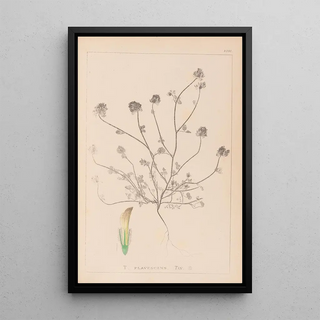 Herbier de la flore française Pl0327 - Louis Antoine Cusin — framed artwork on a wall